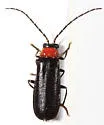 Silis percomis - photo 2
