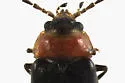 Silis percomis - photo 5