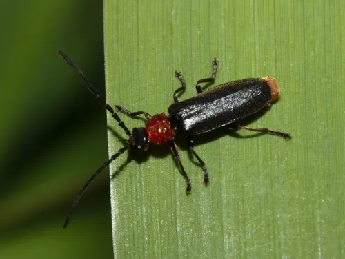 Silis ruficollis