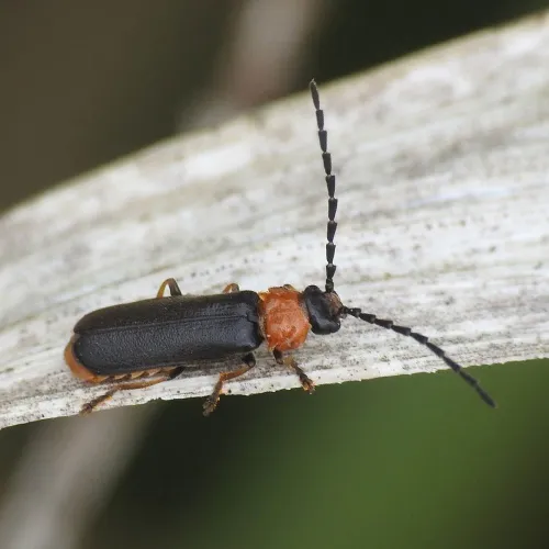 Silis ruficollis - photo 2