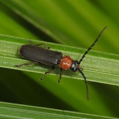 Silis ruficollis - photo 3