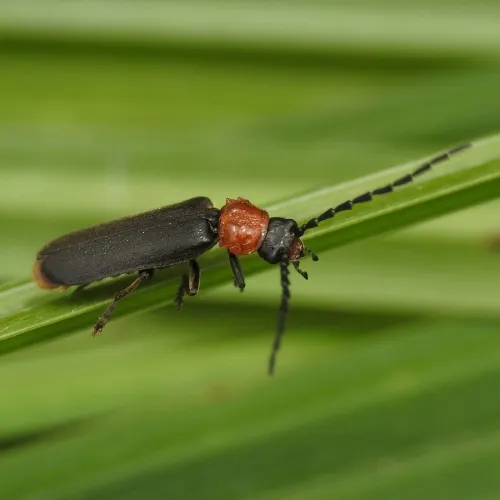 Silis ruficollis - photo 4