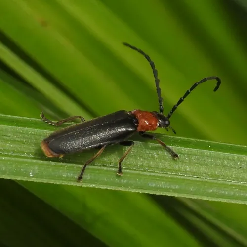 Silis ruficollis - photo 5
