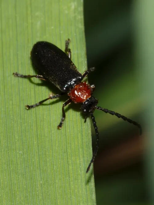 Silis ruficollis - photo 6