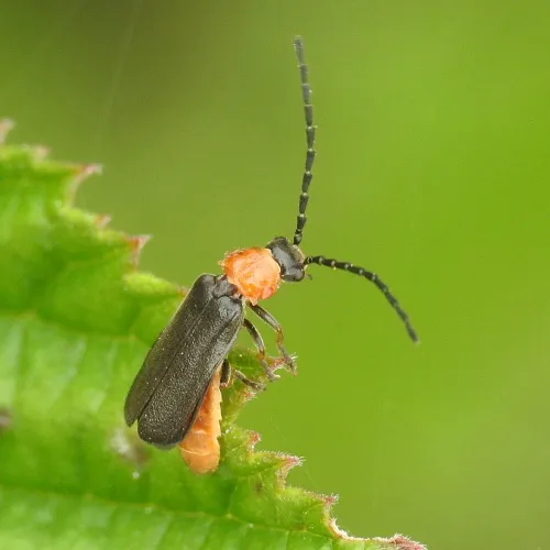 Silis ruficollis - photo 7