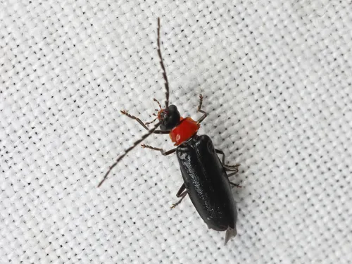 Silis spathulata - Silis spathulata