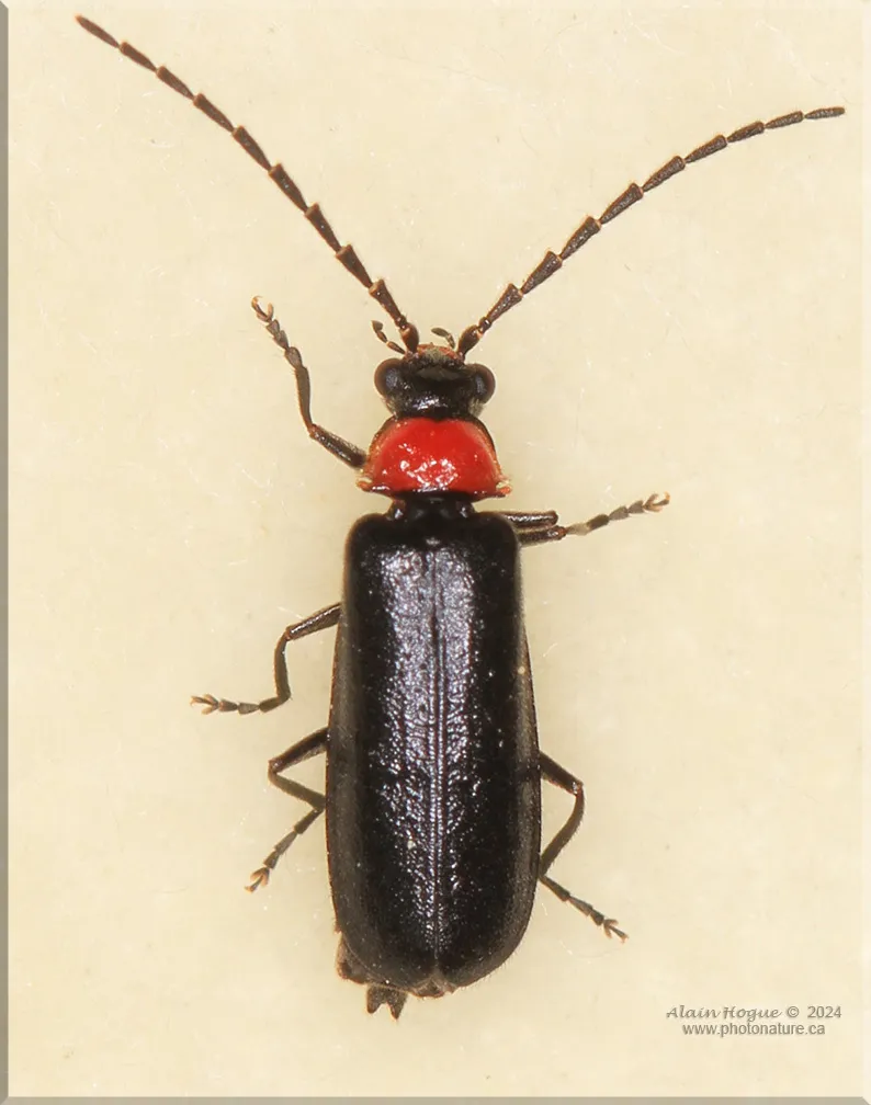 Silis spathulata - photo 2