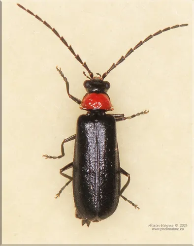 Silis spathulata - photo 4