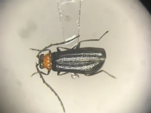 Silis spathulata - photo 5