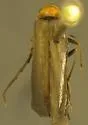 Silis spinigera