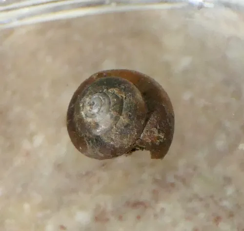 Silky Snail