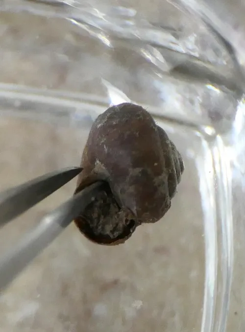 Silky Snail - photo 2