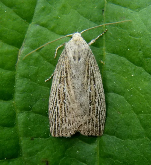 Silky Wainscot - Chilodes maritima