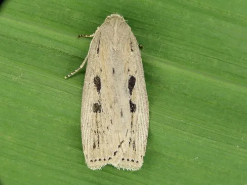 Silky Wainscot - photo 2