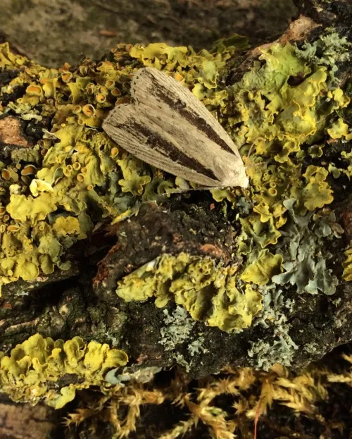 Silky Wainscot - photo 3