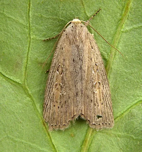 Silky Wainscot - photo 4