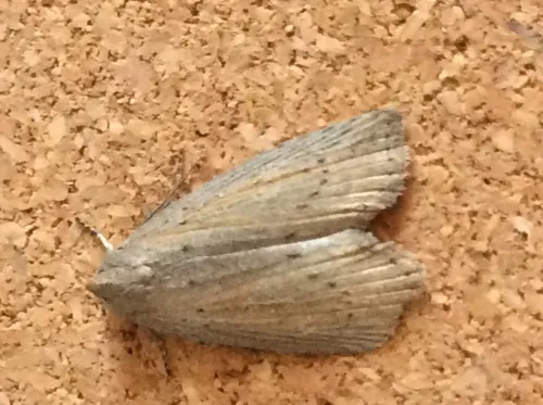 Silky Wainscot - photo 5