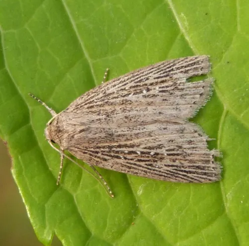 Silky Wainscot - photo 6