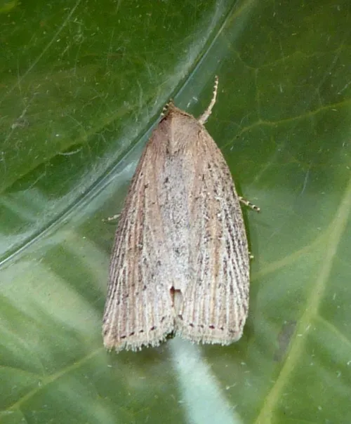 Silky Wainscot - photo 7