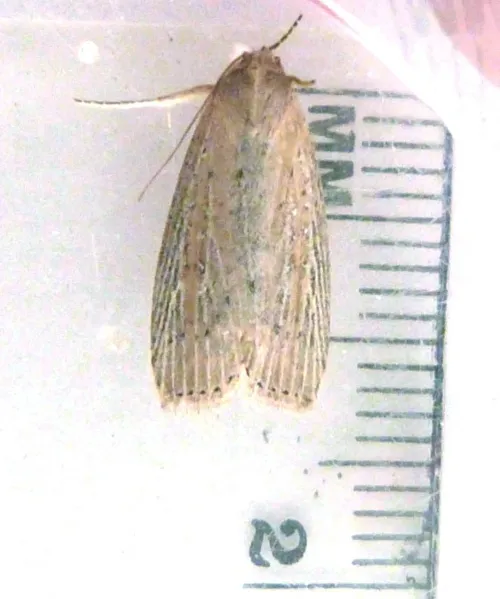 Silky Wainscot - photo 8