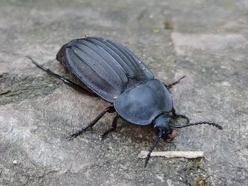Silpha carinata