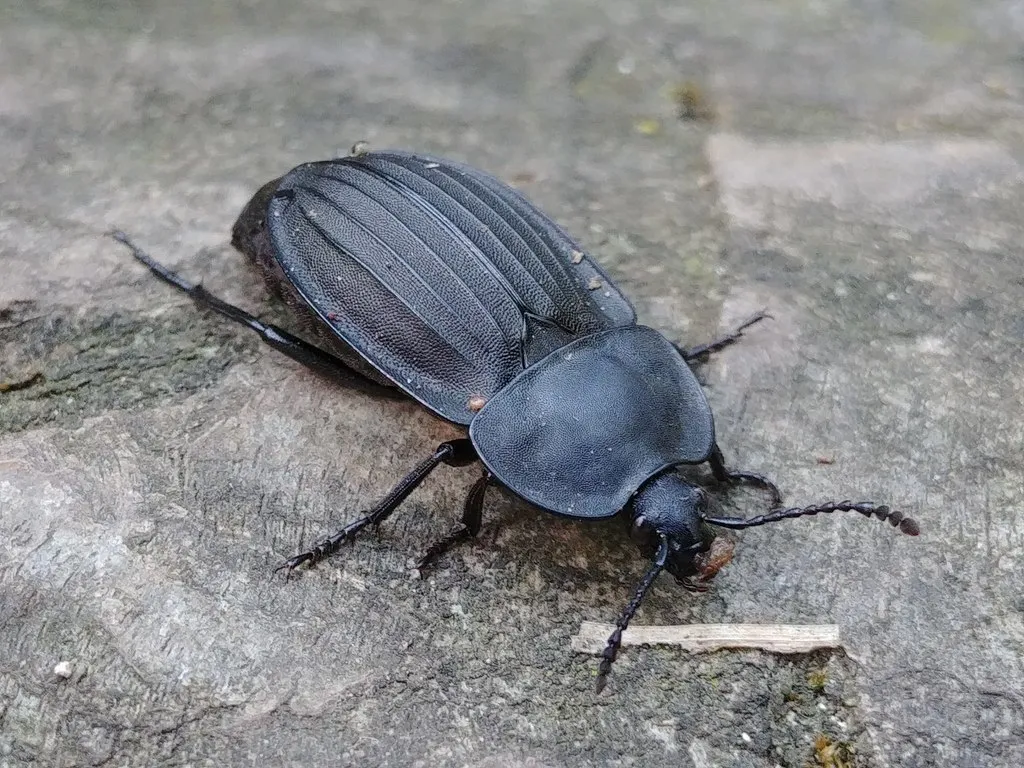 Silpha carinata - photo 2