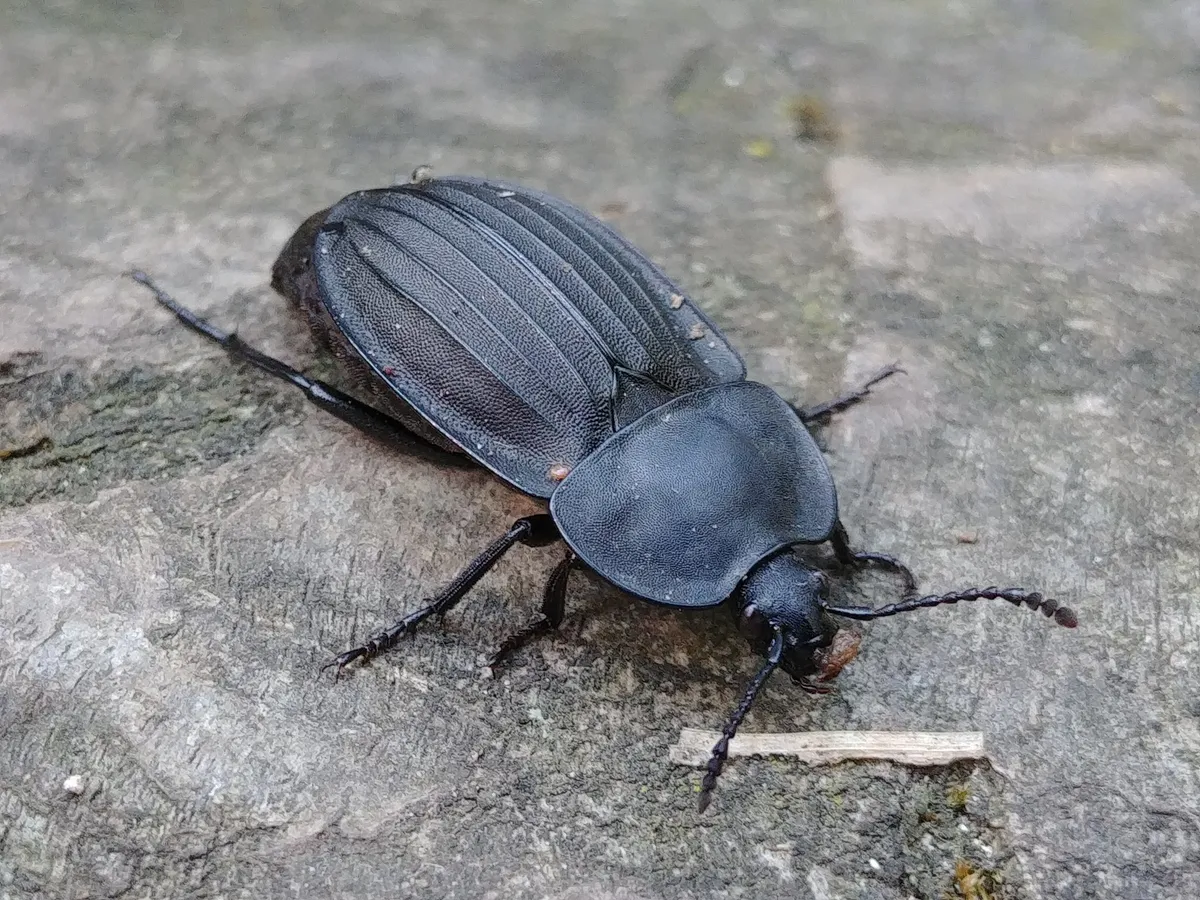 Silpha carinata - photo 3