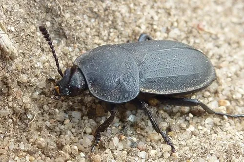 Obscure Carrion Beetle