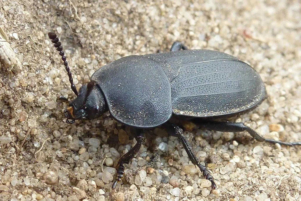 Obscure Carrion Beetle - photo 2