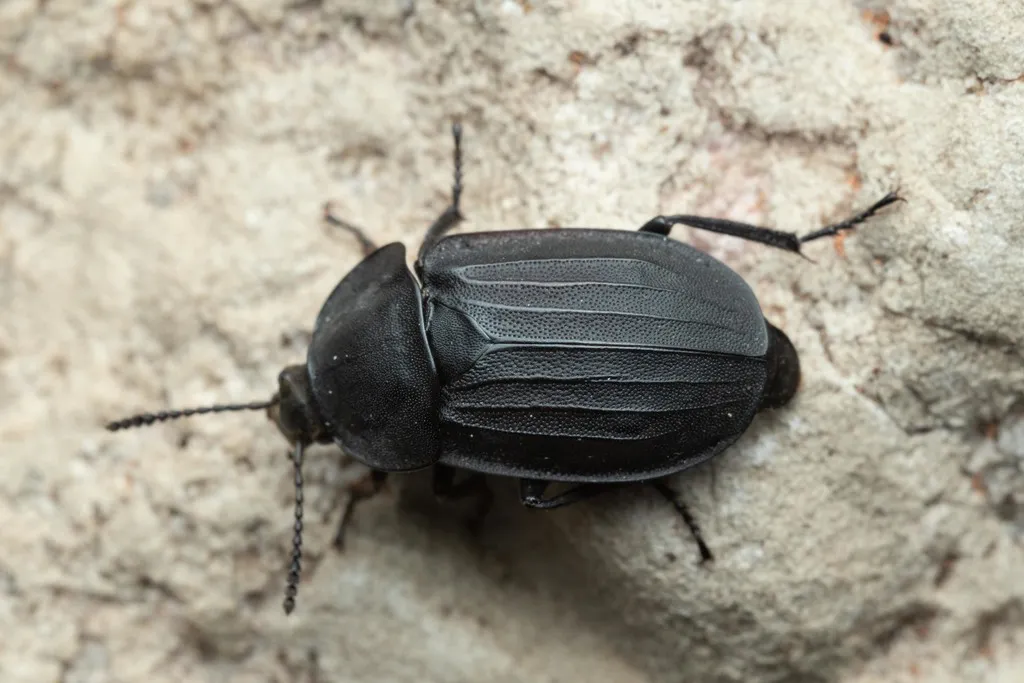 Silpha tristis