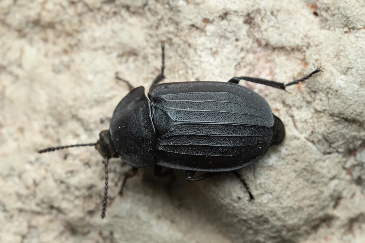 Silpha tristis - photo 3