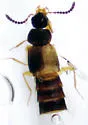 Silusa californica