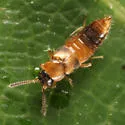 Silusida marginella - photo 2