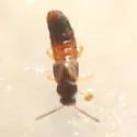 Silusida marginella - photo 4