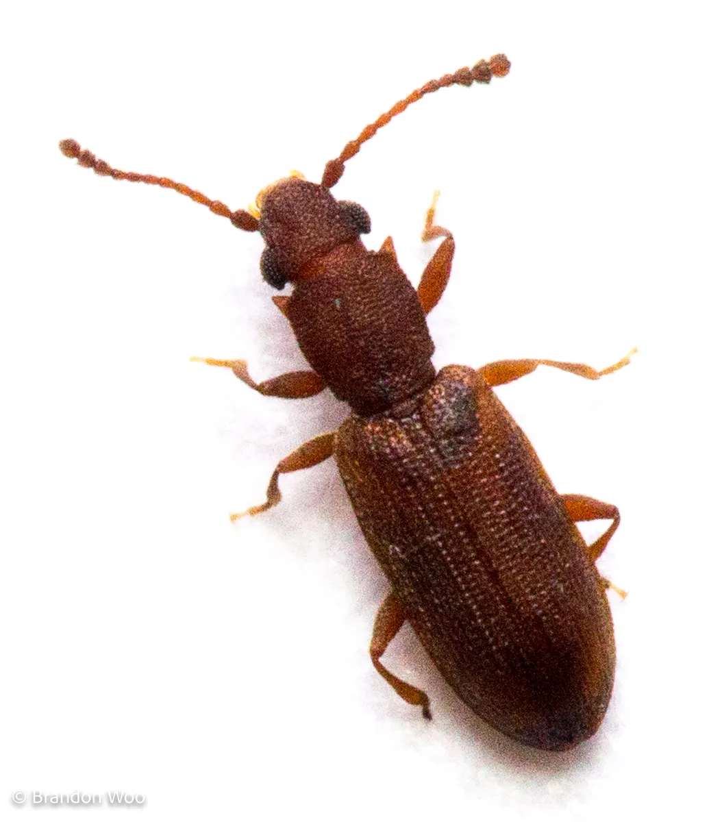Silvanoprus angusticollis - photo 2