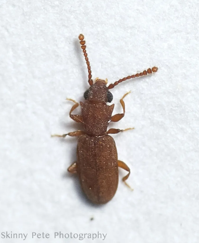 Silvanoprus scuticollis