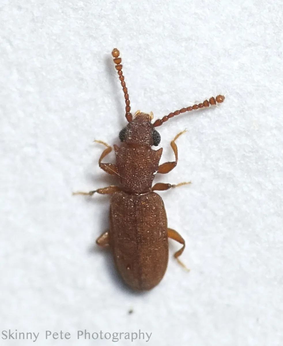 Silvanoprus scuticollis - photo 2