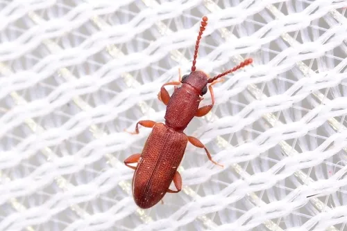 Silvanus bidentatus - photo 3