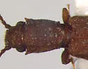 Silvanus muticus