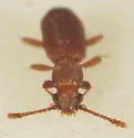 Silvanus muticus - photo 2