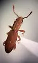 Silvanus muticus - photo 3