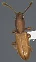 Silvanus muticus - photo 4