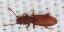 Silvanus muticus - photo 5