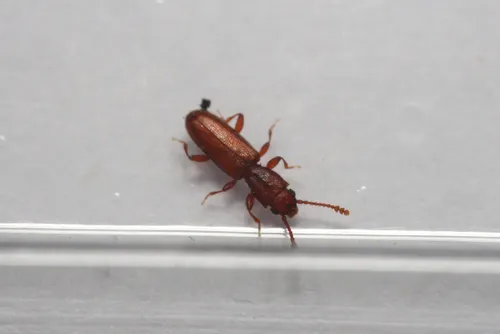 Silvanus nitidulus