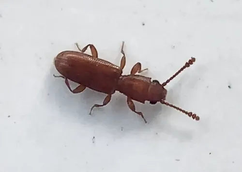 Silvanus planatus