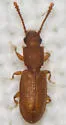 Silvanus recticollis