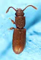Silvanus recticollis - photo 2