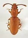 Silvanus recticollis - photo 3
