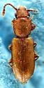 Silvanus recticollis - photo 4
