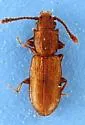 Silvanus recticollis - photo 5